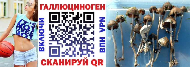 Псилоцибиновые грибы Psilocybe  blacksprut ссылки  Новокузнецк 